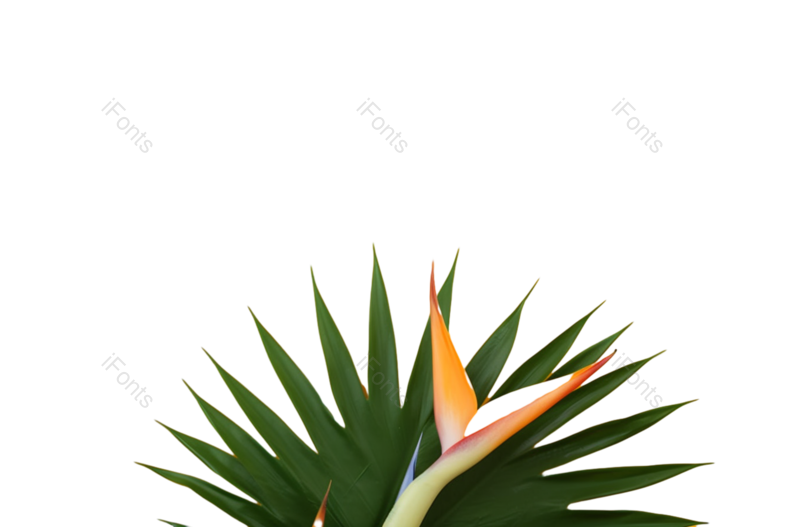 叶子图片,装饰元素,摄影PNG,夏天免抠素材